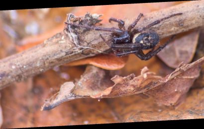 Edle Kugelspinne – wie gefährlich ist ihr Biss für den Menschen?