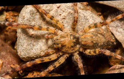 Nosferatu-Spinne breitet sich in Deutschland aus – ist ihr Biss gefährlich?