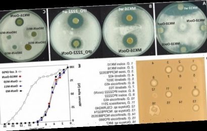 Aus dem Waffenarsenal der Natur – neues Antimykotikum aus Pflanzenpathogen