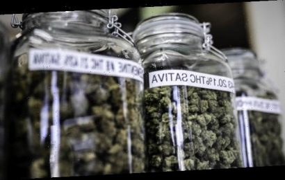 VCA plädiert für OTC-Cannabis in der Apotheke