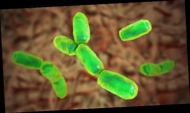 Die unterschätzte Welt der Archaea