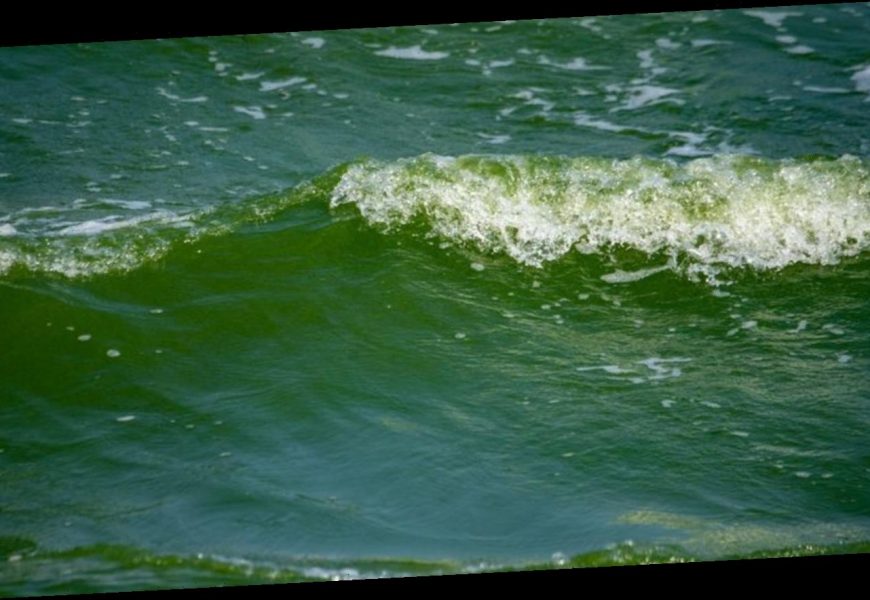 Vibrionen in der Ostsee – für manche Menschen sind sie gefährlich
